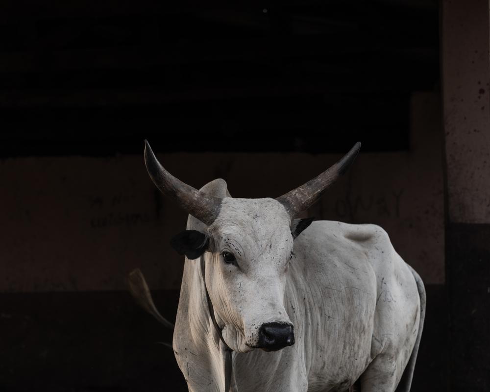 La vache d'un éleveur est emmenée à l'abattoir dans la ville de Makurdi.     © Kasia Strek/MSF